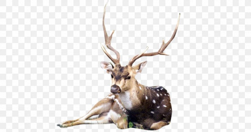Reindeer White-tailed Deer Elk Antler, PNG, 1200x630px, Reindeer, Antler, Deer, Elk, Fauna Download Free