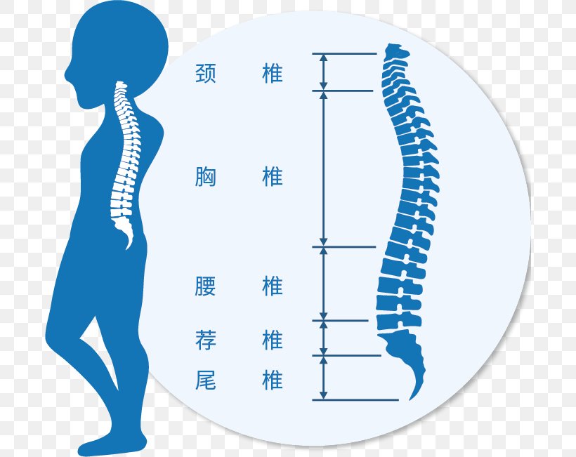 Vertebral Column Clip Art Cervical Vertebrae Vector Graphics Lumbar Vertebrae, PNG, 692x651px, Watercolor, Cartoon, Flower, Frame, Heart Download Free