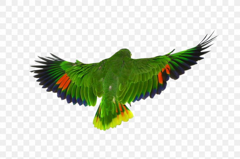 Bird Parrot Macaw Flight, PNG, 2100x1400px, Bird, Beak, Coreldraw, Crested Myna, Fauna Download Free