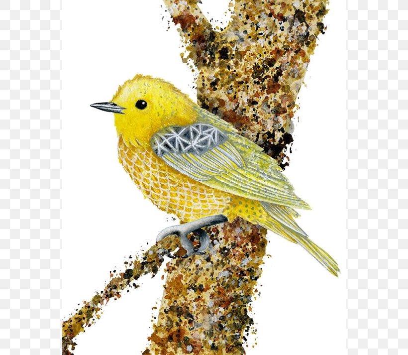 Eurasian Golden Oriole Bird Finch Yellow Drawing, PNG, 570x713px, Eurasian Golden Oriole, American Sparrows, Beak, Bird, Bird Food Download Free