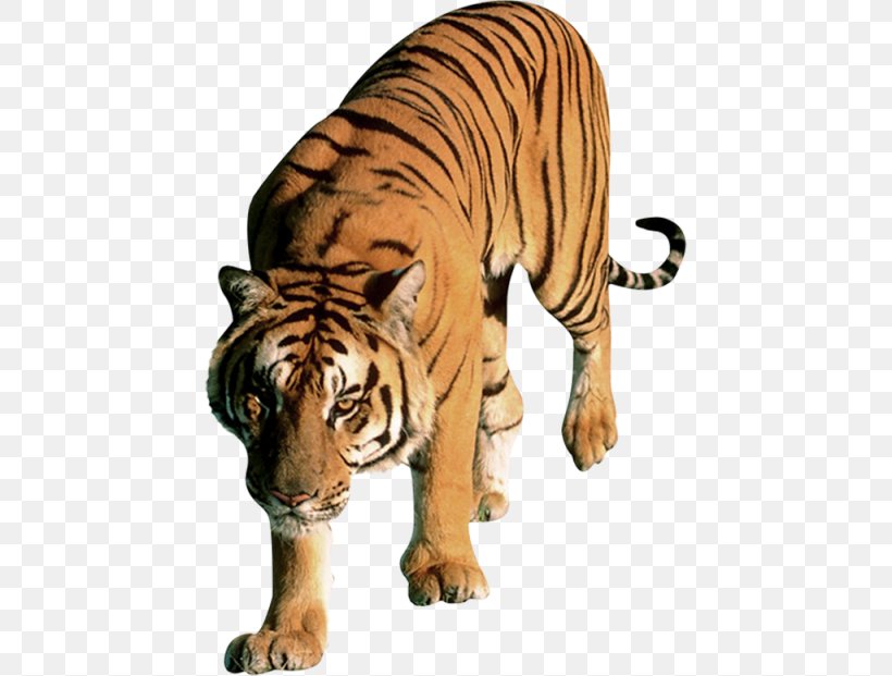 Felidae Cat Bengal Tiger, PNG, 444x621px, Felidae, Bengal Tiger, Big Cat, Big Cats, Carnivoran Download Free