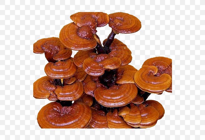 Lingzhi Mushroom Fungus Health Dietary Supplement, PNG, 560x560px, Lingzhi Mushroom, Chaga Mushroom, Dietary Supplement, Dxn, Edible Mushroom Download Free