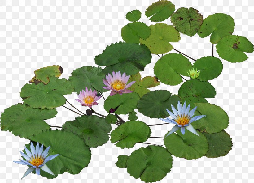 Nelumbo Nucifera Water Lilies Clip Art, PNG, 1200x867px, Nelumbo Nucifera, Animation, Annual Plant, Flower, Flowering Plant Download Free