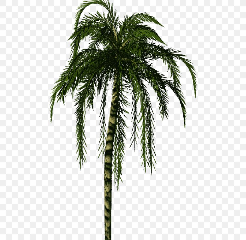Babassu Asian Palmyra Palm Palm Trees Date Palm Coconut, PNG, 496x800px, Babassu, Arecales, Asian Palmyra Palm, Attalea, Attalea Speciosa Download Free
