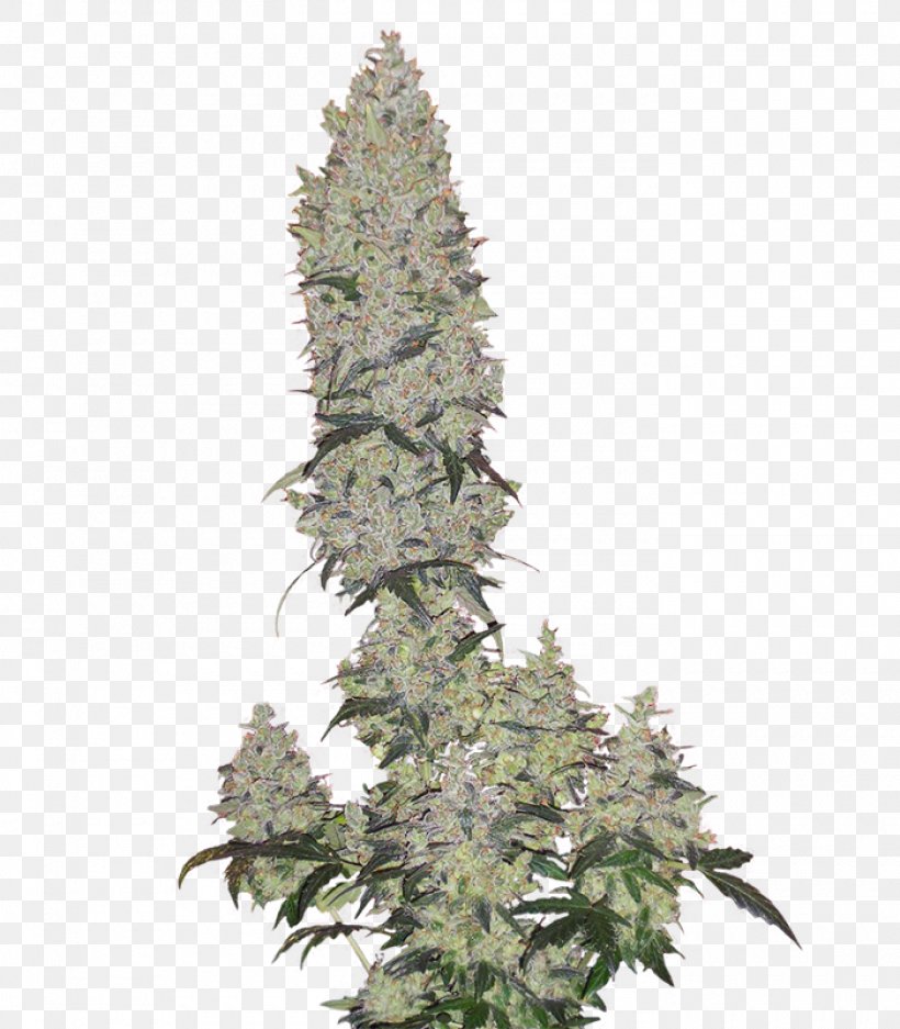 Cannabis Evergreen Tree, PNG, 1400x1600px, Cannabis, Evergreen, Hemp, Hemp Family, Plant Download Free