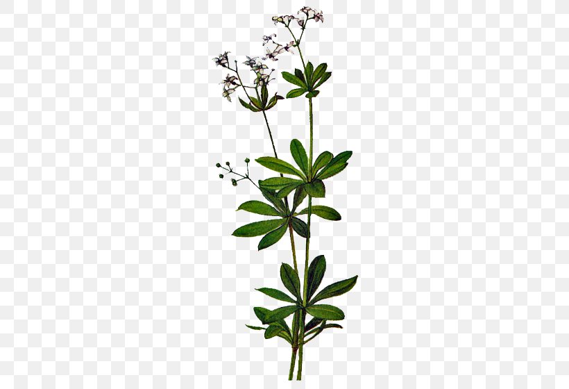 Flowering Plant Plant Stem Subshrub Tree, PNG, 560x560px, Flower, Flowering Plant, Herb, Plant, Plant Stem Download Free