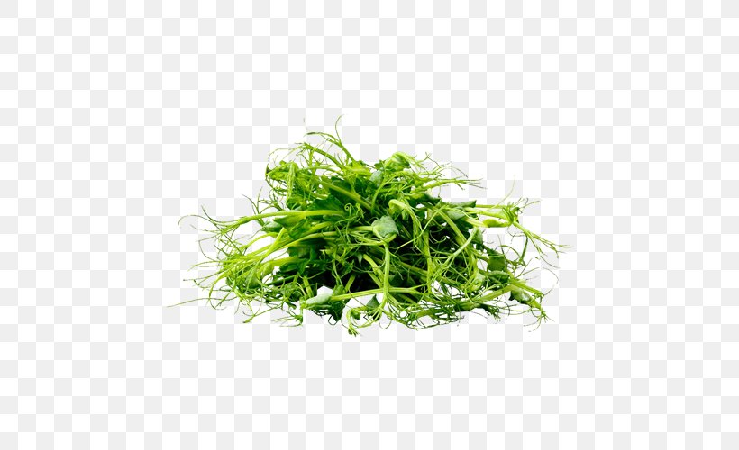 Herb Basil Health Greens Cuba. CUBASI, PNG, 500x500px, Herb, Basil, Cuba, Employment Agency, Fines Herbes Download Free