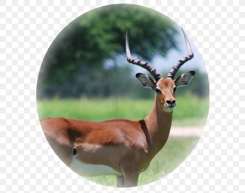 Impala Gemsbok Deer Hartebeest Wildebeest, PNG, 610x647px, Impala, Animal, Antelope, Antler, Blesbok Download Free
