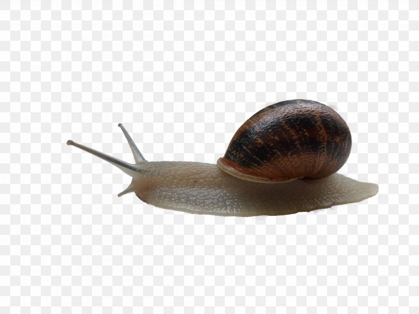 Snail Wallpaper, PNG, 4608x3456px, Snail, Computer, Display Resolution, Gastropod Shell, Gastropods Download Free
