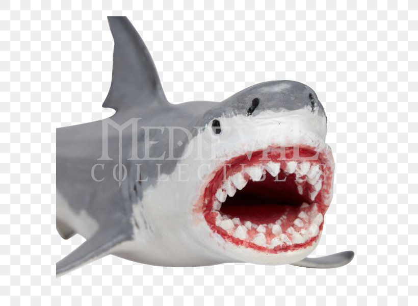 Tiger Shark Megalodon Great White Shark Cartilaginous Fishes, PNG, 600x600px, Tiger Shark, Carcharhiniformes, Cartilaginous Fish, Cartilaginous Fishes, Extinction Download Free