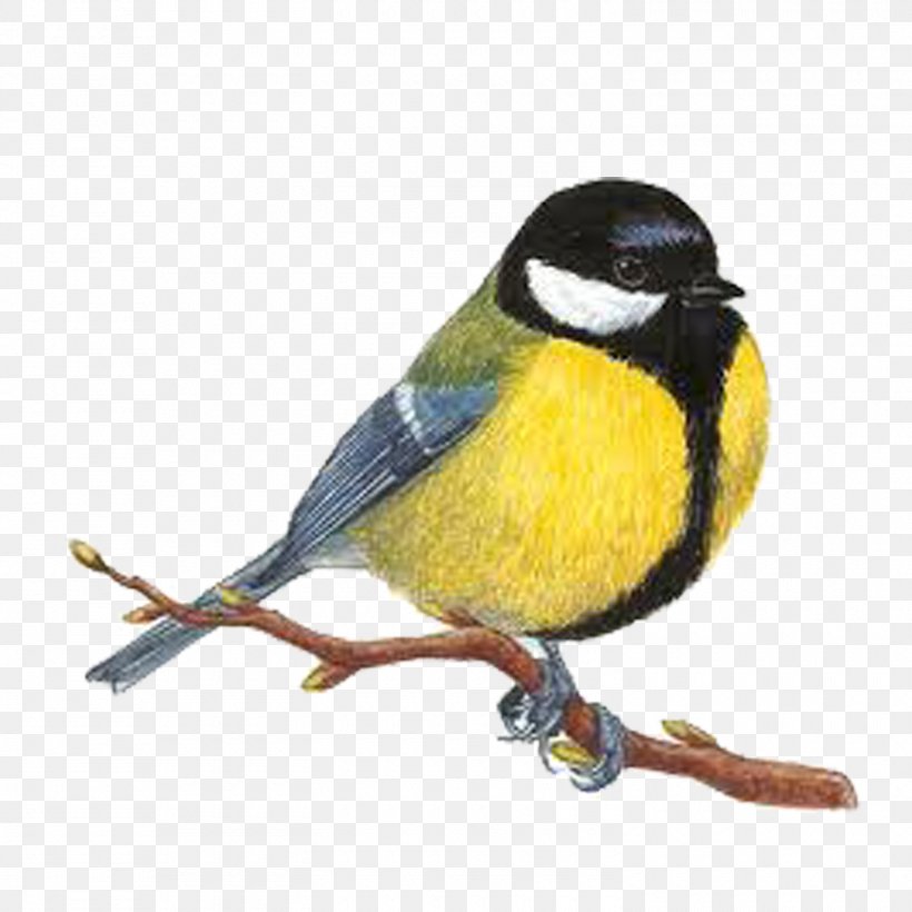 Bird Great Tit Drawing Image Woodpecker, PNG, 1500x1500px, Bird, Art, Beak, Branch, Chickadee Download Free