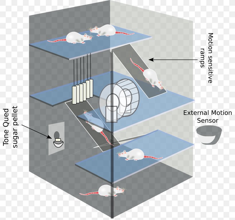 Environmental Enrichment Diagram Computer Clip Art, PNG, 800x768px, Environmental Enrichment, Art, Computer, Diagram, Donald O Hebb Download Free