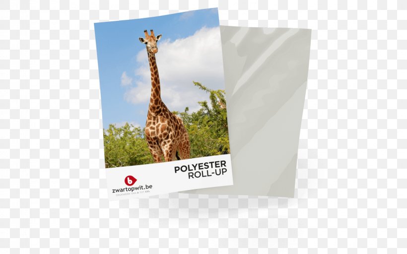 ZwartOpWit.be | Print & Printing Giraffe Compact Cassette Web Banner Black, PNG, 1600x1000px, Zwartopwitbeprint Printing, Ankle, Black, Brand, Cogset Download Free