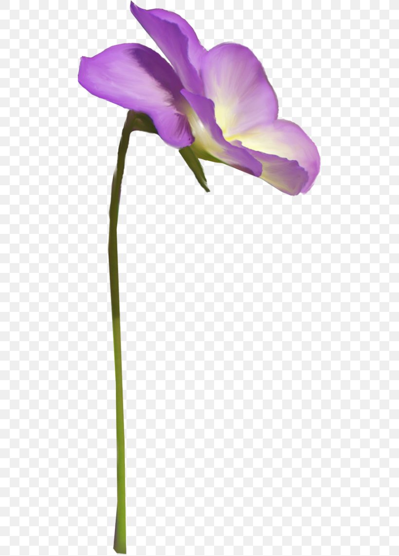 Moth Orchids Cut Flowers Plant Stem Herbaceous Plant, PNG, 500x1141px, Moth Orchids, Cut Flowers, Flora, Flower, Flowering Plant Download Free