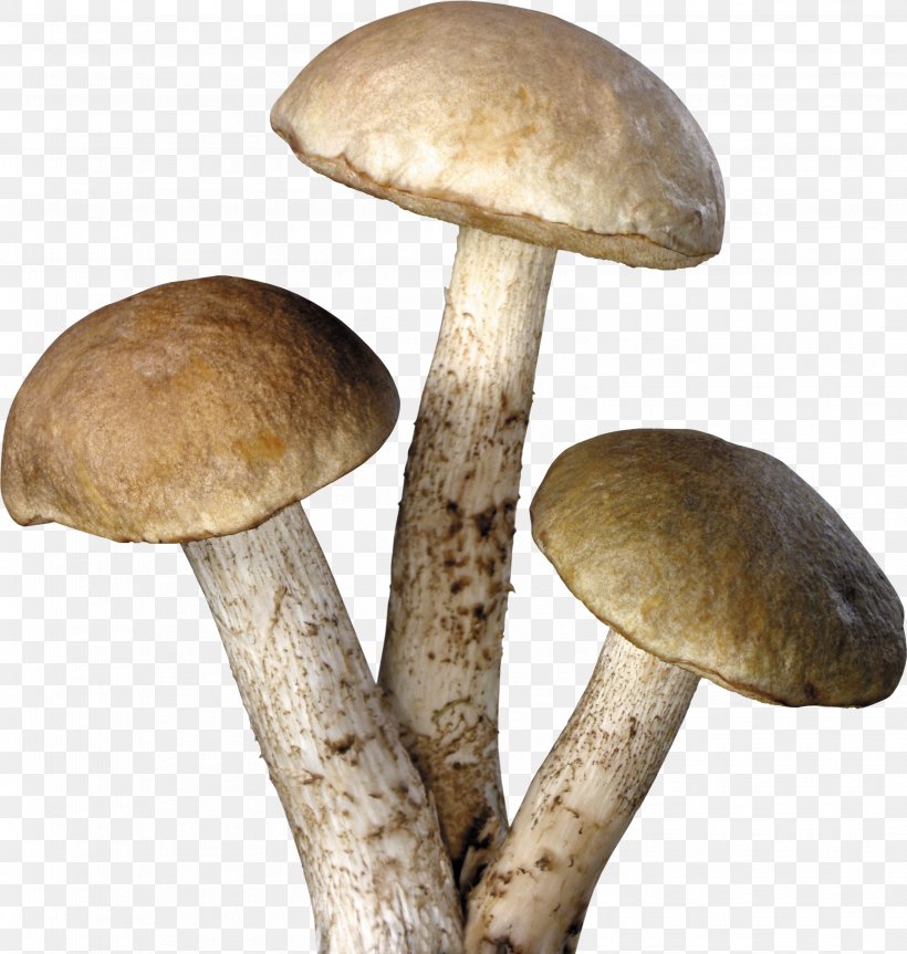 Mushroom Clip Art, PNG, 3147x3314px, Mushroom, Common Mushroom, Food, Fungus, Image File Formats Download Free
