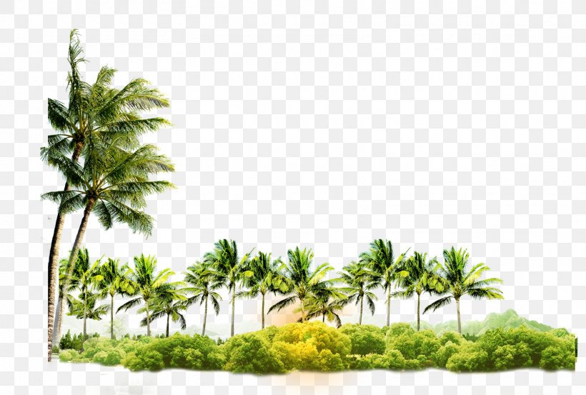 Tree Coconut Arecaceae Icon, PNG, 1611x1087px, Tree, Arecaceae, Coconut, Forest, Grass Download Free