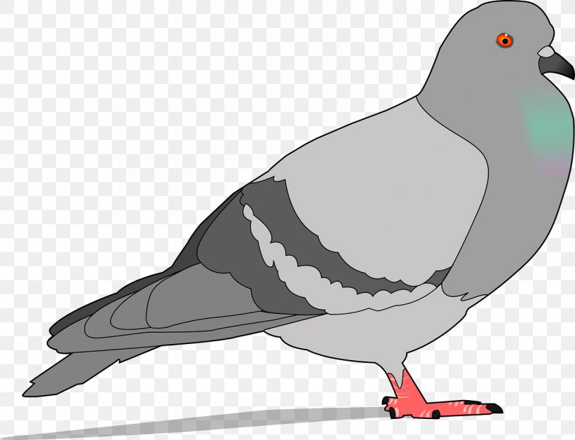 Homing Pigeon Columbidae Bird Clip Art, PNG, 1280x981px, Homing Pigeon, Art, Beak, Bird, Charadriiformes Download Free