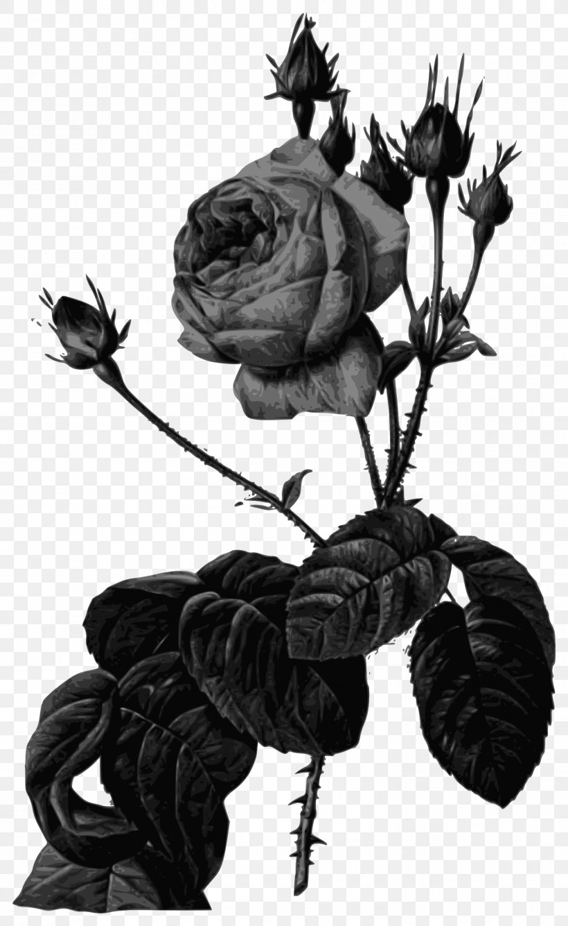 Les Roses Cabbage Rose Painting Canvas, PNG, 1474x2400px, Les Roses, Art, Black And White, Botanical Illustration, Branch Download Free