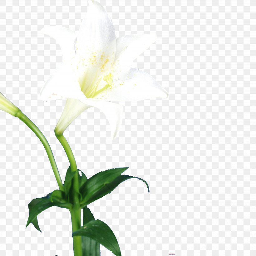 Lilium Flower Bud, PNG, 5000x5000px, Lilium, Bud, Cut Flowers, Flora, Flower Download Free