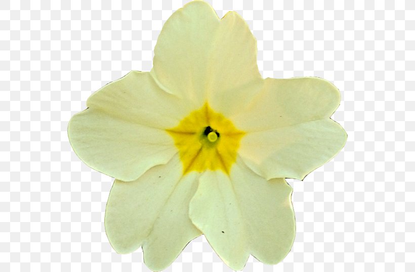 Primrose Narcissus, PNG, 554x539px, Primrose, Amaryllis Family, Flower, Flowering Plant, Narcissus Download Free