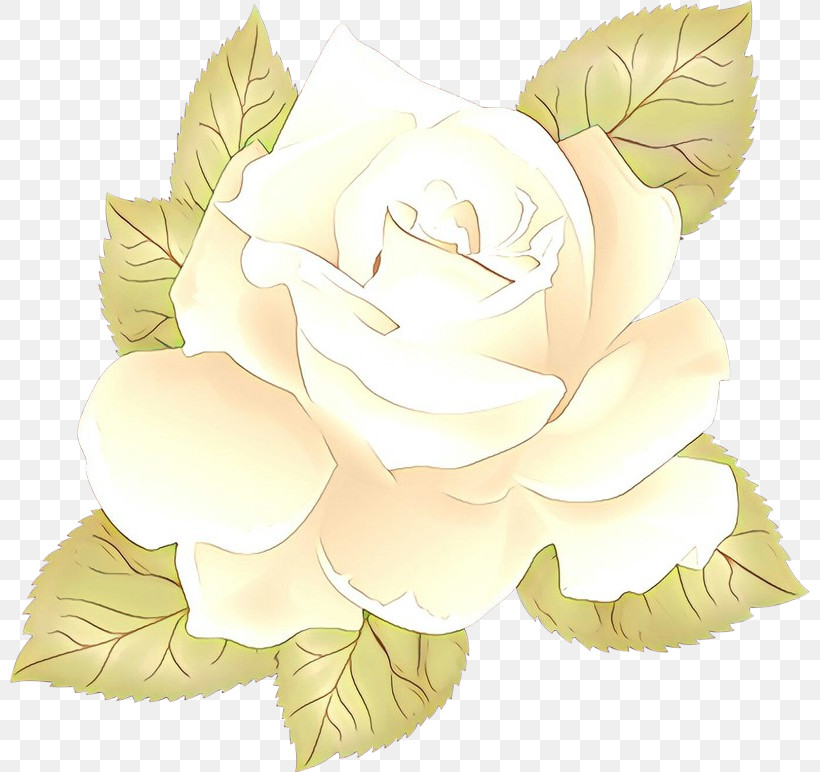 Rose, PNG, 800x772px, Flower, Gardenia, Leaf, Magnolia, Perennial Plant Download Free