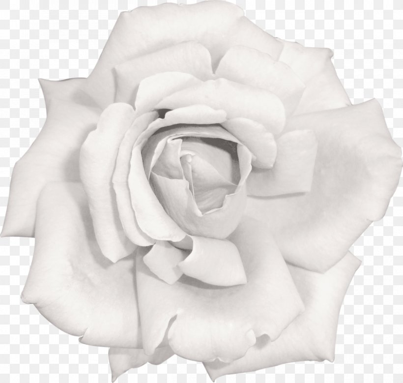 Garden Roses Flower Beach Rose Pink White, PNG, 1200x1141px, Garden Roses, Beach Rose, Black And White, Cut Flowers, Flower Download Free