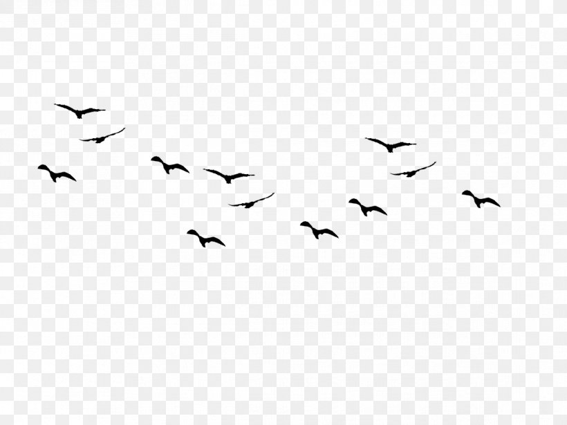 Bird Flock Clip Art, PNG, 1167x876px, Bird, Animal Migration, Beak, Bird Flight, Bird Migration Download Free