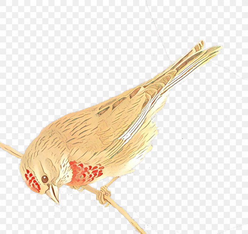 Cartoon Bird, PNG, 1173x1106px, Wood, Beak, Bird, Feather Download Free
