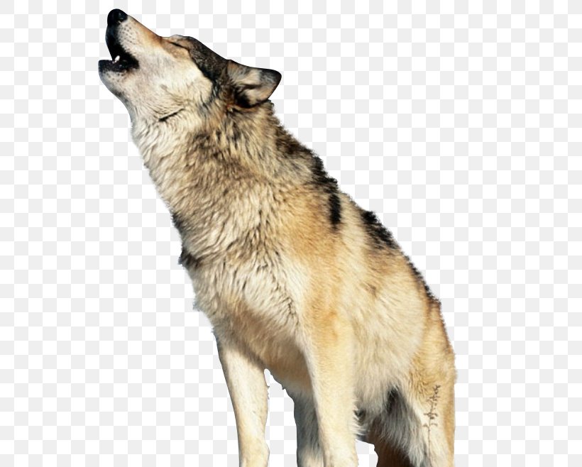 Gray Wolf Wolf's Head Synthetic Oil Automatic Transmission Fluid, PNG, 598x658px, Gray Wolf, Automatic Transmission, Automatic Transmission Fluid, Canadian Eskimo Dog, Canis Lupus Tundrarum Download Free