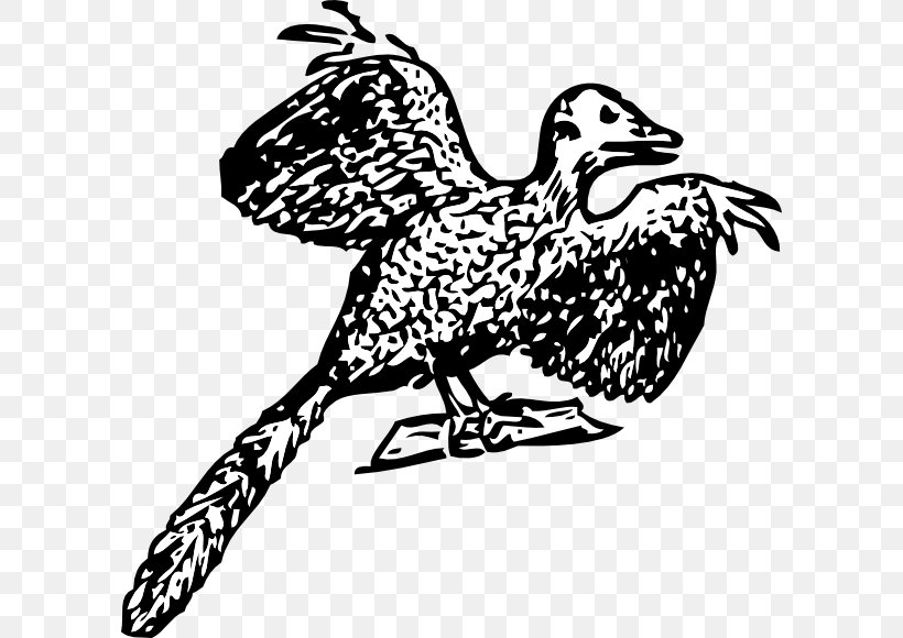 Archaeopteryx Bird Fossil Dinosaur Clip Art, PNG, 600x580px, Archaeopteryx, Art, Beak, Bird, Bird Flight Download Free