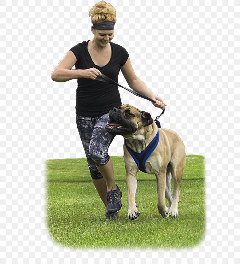 Dog Breed Dog Harness Leash Obedience Training, PNG, 649x900px, Dog Breed, Bag, Breed, Collar, Dog Download Free