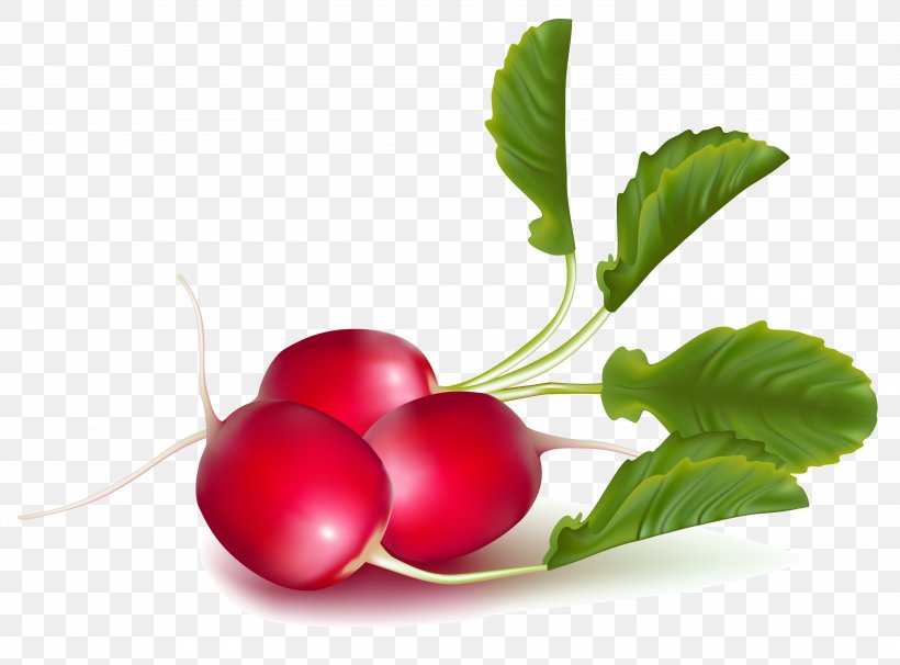 Garden Radish Raphanus Vegetable Turnip, PNG, 3000x2219px, Garden Radish, Beet, Beetroot, Berry, Cherry Download Free