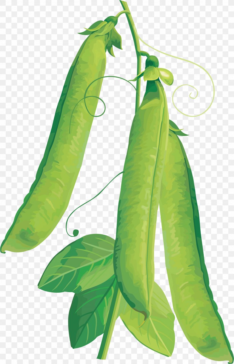 Vegetable Vegetarian Cuisine Fruit Clip Art, PNG, 3525x5488px, Pea, Banana, Common Bean, Drawing, Food Download Free