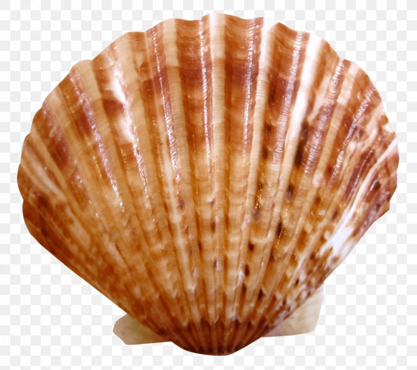 Cockle Seashell, PNG, 850x755px, Cockle, Clam, Clams Oysters Mussels And Scallops, Computer Graphics, Computer Network Download Free