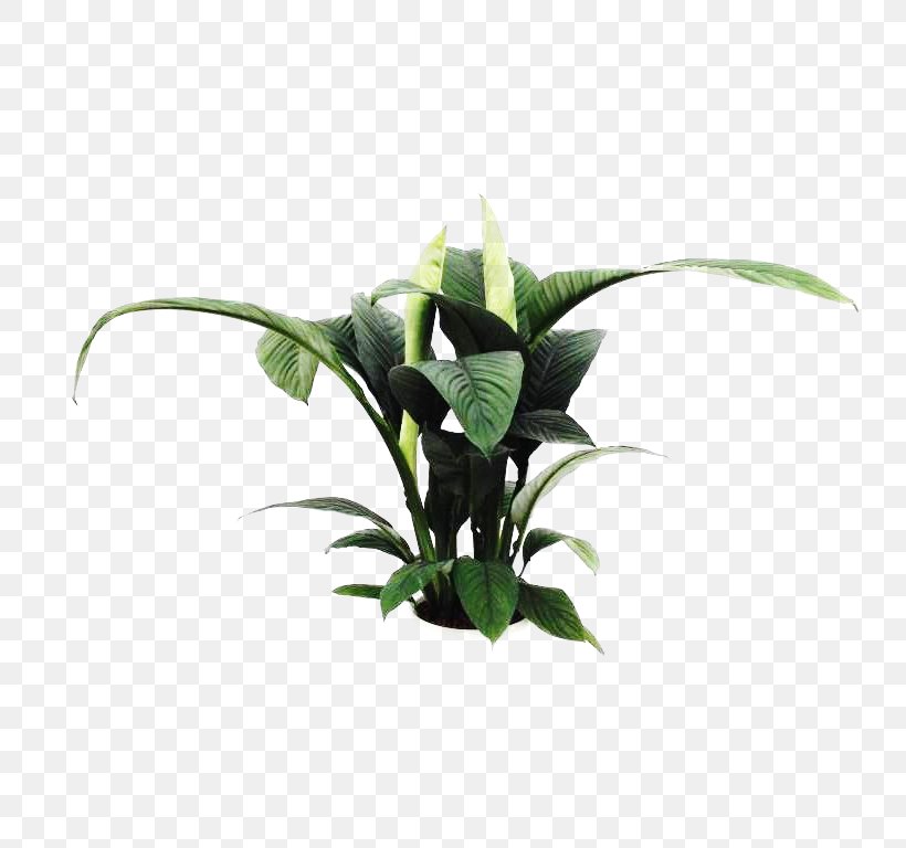Cut Flowers Flowerpot Plant Stem Leaf, PNG, 768x768px, Cut Flowers, Flower, Flowerpot, Leaf, Plant Download Free