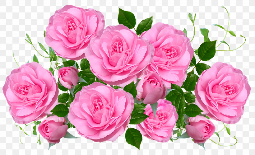 Garden Roses, PNG, 2560x1556px, Garden Roses, Artificial Flower, Cabbage Rose, Color, Cut Flowers Download Free