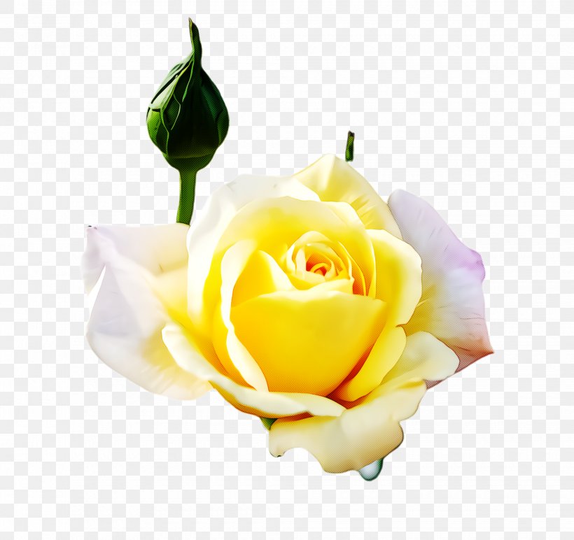 Garden Roses, PNG, 2060x1940px, Flower, Cut Flowers, Garden Roses, Petal, Plant Download Free