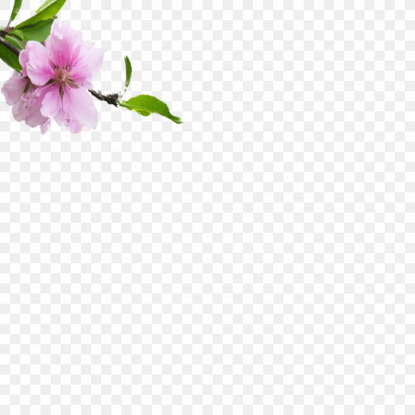 Peach Blossom Petal Google Images, PNG, 3000x3000px, Peach, Blossom, Floral Design, Flower, Google Images Download Free