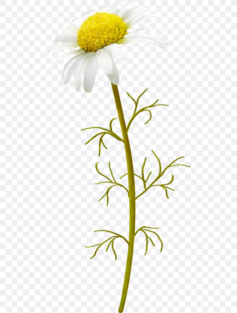 Image Chrysanthemum Flower Download, PNG, 500x1081px, Chrysanthemum, Blog, Botany, Branch, Camomile Download Free