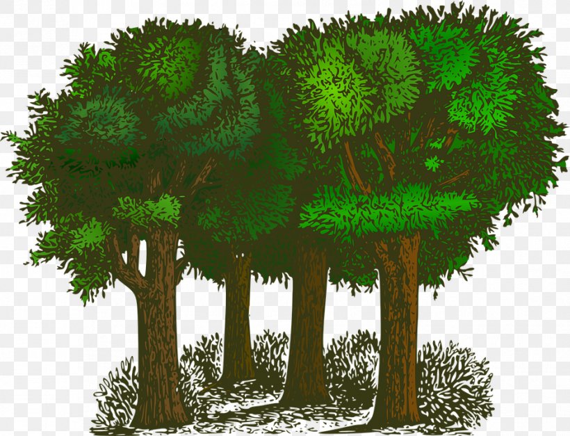 Tree Free Content Clip Art, PNG, 941x720px, Tree, Biome, Branch, Drawing, Ecosystem Download Free