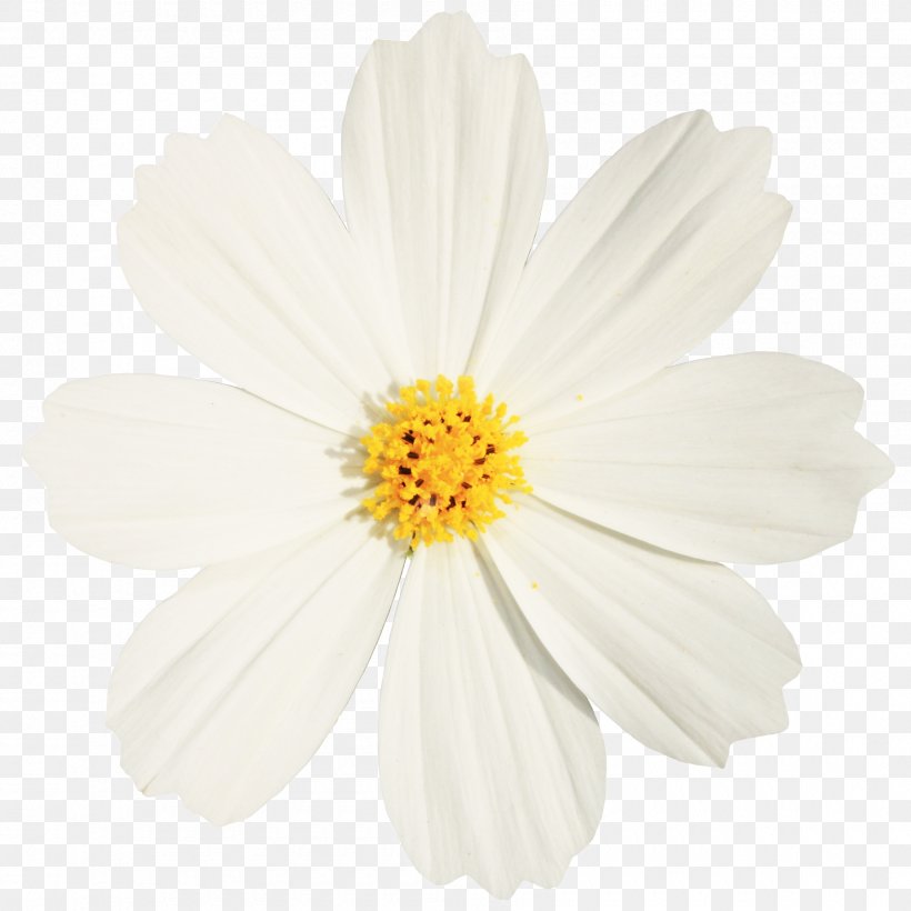Chrysanthemum Indicum Petal White Oxeye Daisy, PNG, 1800x1800px, Chrysanthemum Indicum, Argyranthemum Frutescens, Chamaemelum, Chamaemelum Nobile, Chrysanthemum Download Free