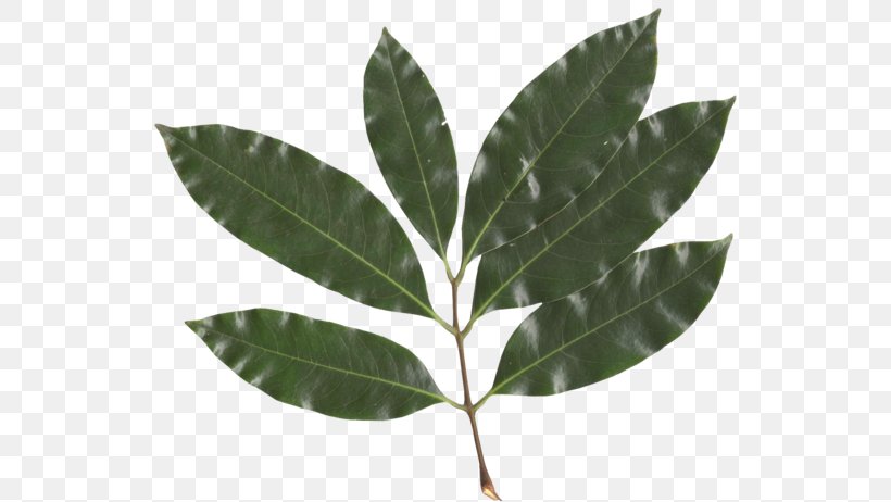 Lychee Leaf Sapindaceae Computer Software, PNG, 550x462px, Lychee, Computer Software, Document, Food, Fruit Download Free