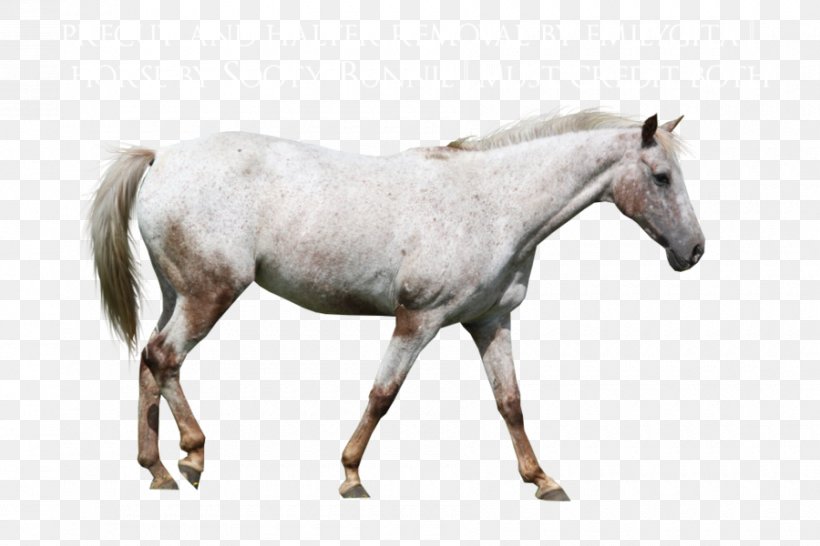 Mare Appaloosa Mustang Stallion Rein, PNG, 900x600px, Mare, Animal, Appaloosa, Bit, Bridle Download Free