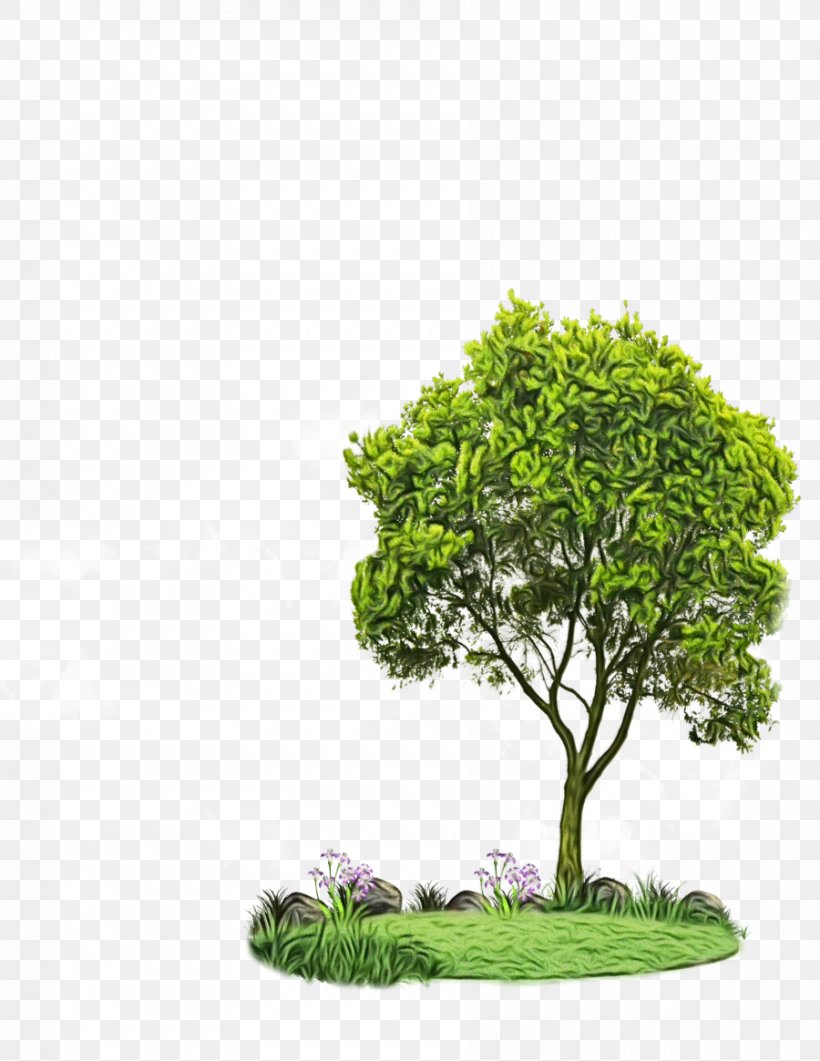 Oak Tree Leaf, PNG, 900x1165px, Hashtag, Arbor Day, Biology, Bonsai, Branch Download Free