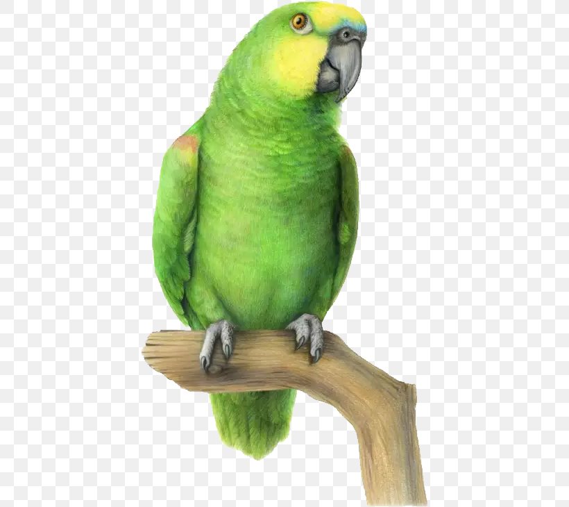 Budgerigar Lovebird Parrot Parakeet, PNG, 414x730px, Budgerigar, Art, Beak, Bird, Common Pet Parakeet Download Free
