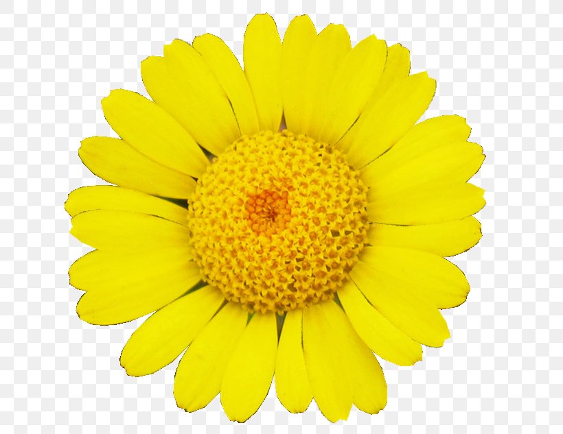 Common Sunflower Transvaal Daisy Daisy Family Cut Flowers, PNG, 650x633px, Common Sunflower, Calendula, Chrysanthemum, Chrysanths, Color Download Free