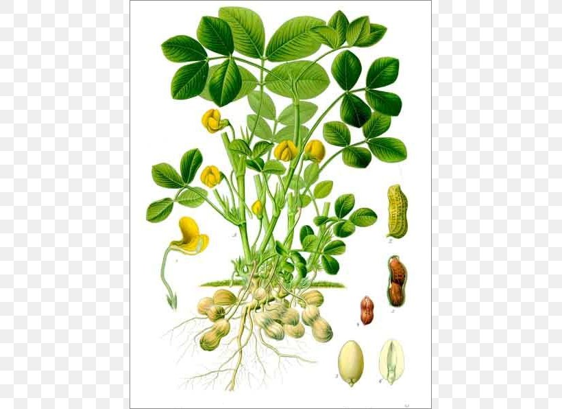 Köhler's Medicinal Plants Peanut Botany Biological Life Cycle, PNG, 650x596px, Peanut, Annual Plant, Arachis, Biological Life Cycle, Botanical Illustration Download Free