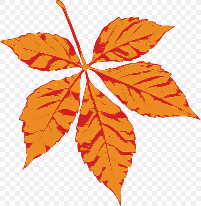 Maple Leaf, PNG, 1018x1044px, Leaf, Branch, Herbaceous Plant, Maple, Maple Leaf Download Free