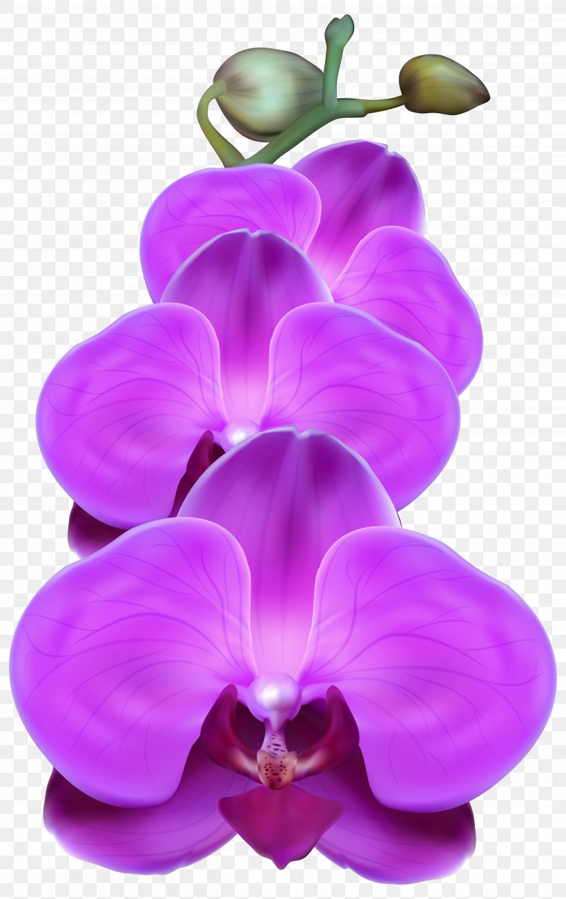 Orchids Flower Purple Clip Art, PNG, 5032x8000px, Orchids, Boat Orchid, Cattleya Orchids, Color, Dendrobium Download Free