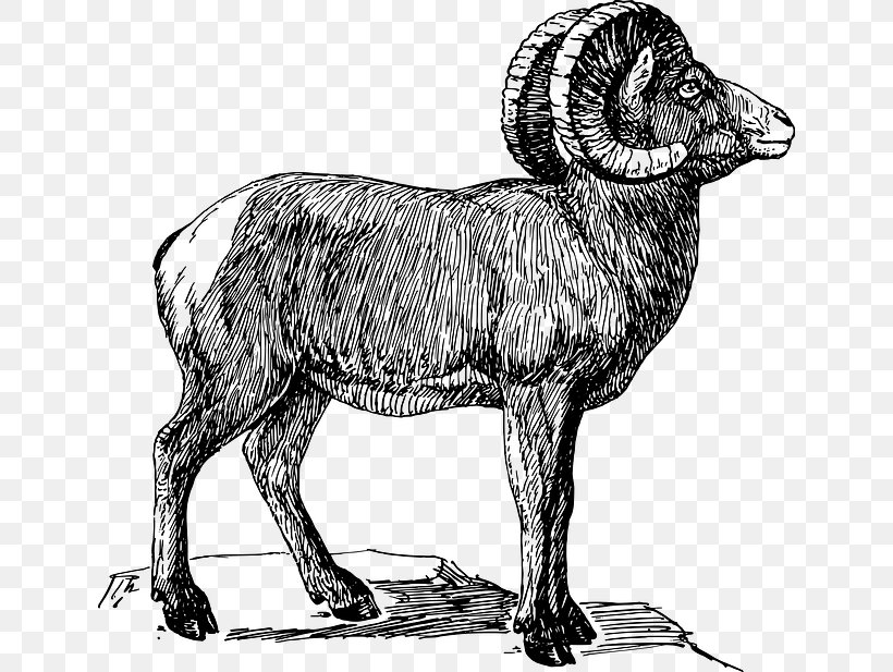 Bighorn Sheep Argali Goat Clip Art, PNG, 640x617px, Sheep, Argali, Aries, Bighorn Sheep, Black And White Download Free
